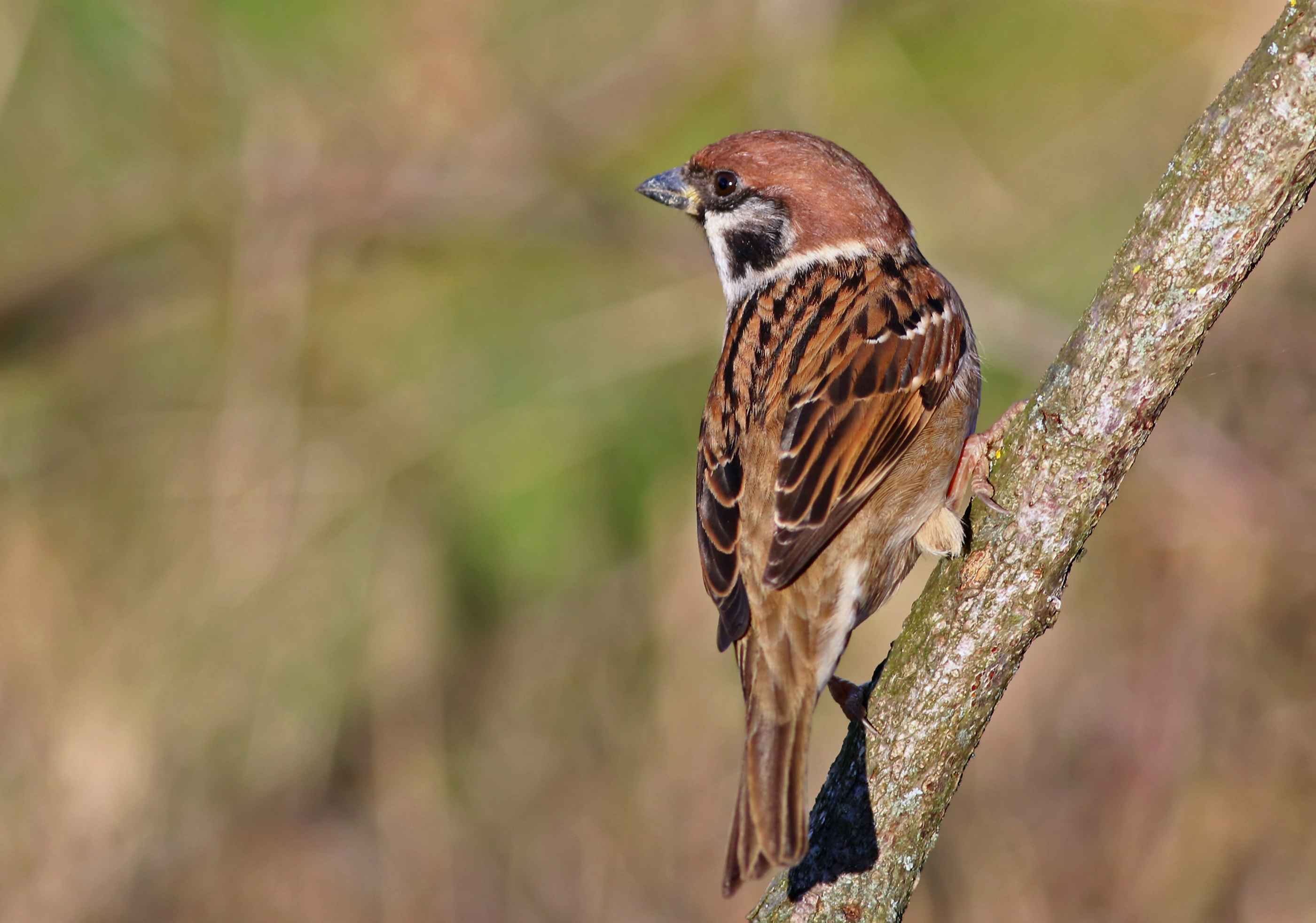 Eurasian Tree Sparrow
